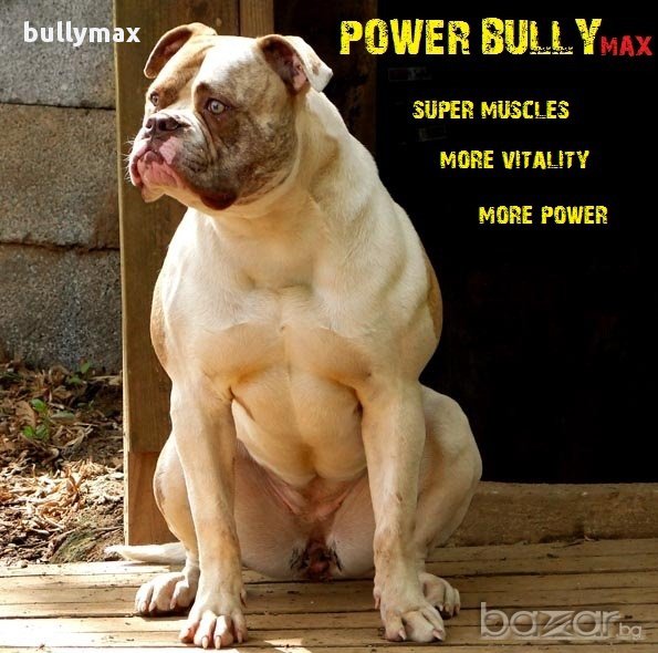 Протеин за кучета Power Bully, снимка 1