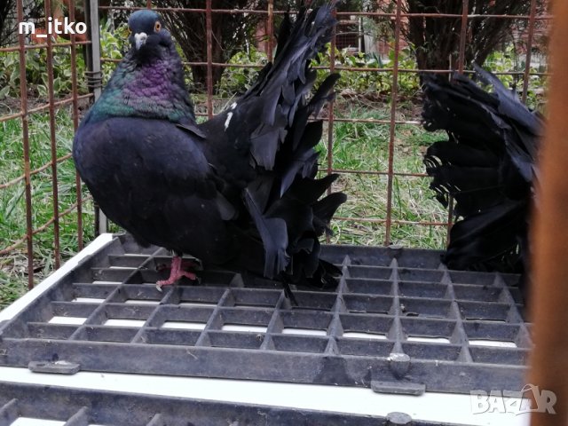  ФЕНЕРЛИИ 60 лв., снимка 6 - Гълъби - 24470593