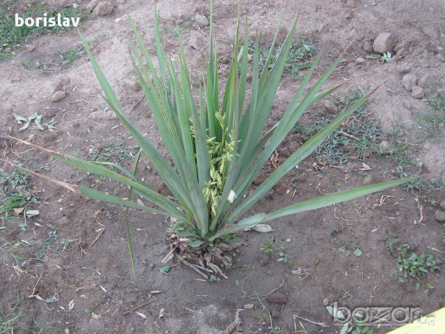 Цвте Юка - Палмова лилия , снимка 3 - Стайни растения - 14936023