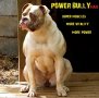 Протеин за кучета Power Bully