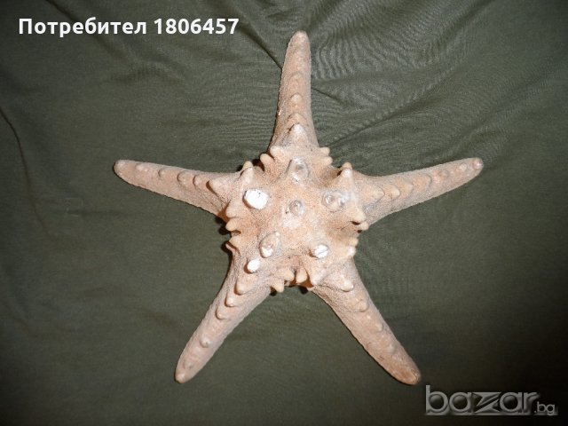 голяма морска звезда, снимка 16 - Антикварни и старинни предмети - 21356956