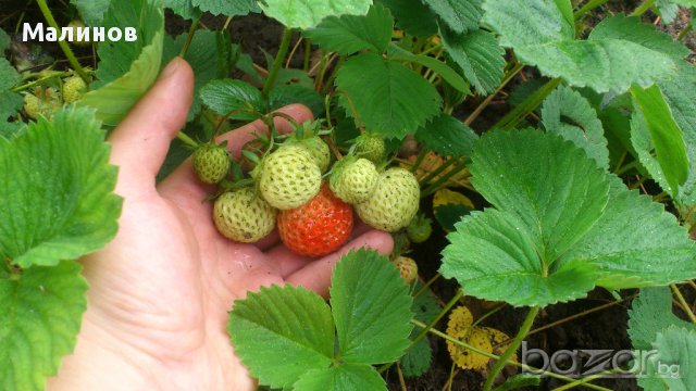 Питомни ягоди Мадам Муто, снимка 5 - Градински цветя и растения - 11542844