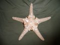 голяма морска звезда, снимка 16