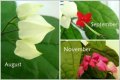 Клеродендрон Томпсън (Clerodendrum thomsonae), снимка 1 - Градински цветя и растения - 20555257