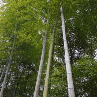 100 броя бамбукови семена от Декоративен бамбук Moso Bamboo лилав зелен цветен черен МОСО БАМБО нов, снимка 13 - Сортови семена и луковици - 19674238