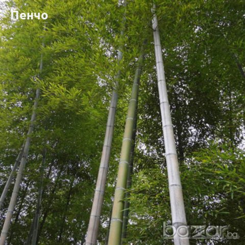 100 Семена от бамбук Moso-Bamboo красиво растение за вашата градина, за декорация , снимка 13 - Сортови семена и луковици - 19674349