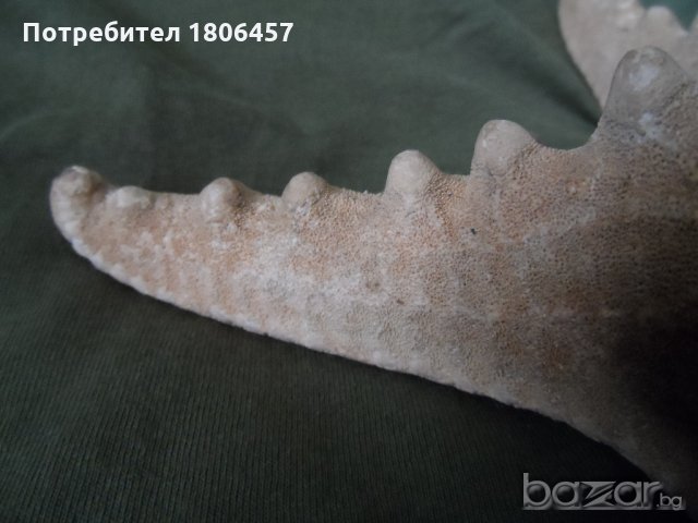 голяма морска звезда, снимка 12 - Антикварни и старинни предмети - 21356956