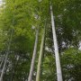 100 броя бамбукови семена от Декоративен бамбук Moso Bamboo лилав зелен цветен черен МОСО БАМБО нов, снимка 13