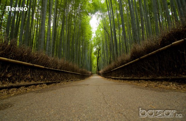 Семена от бамбук Moso-Bamboo Seeds Garden Plants 15 лв. за 100 броя семена, снимка 11 - Сортови семена и луковици - 14014925