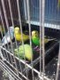 Вълнисти папагалчета продавам, снимка 1 - Папагали - 22744025