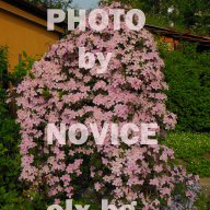 Розови и бели хортензии, дървесна хортензия, хибискус, клематис, ананас, снимка 7 - Стайни растения - 15114351