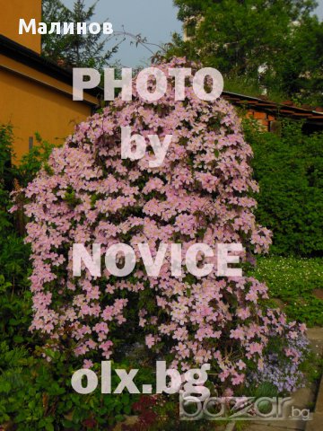 Розови и бели хортензии, дървесна хортензия, хибискус, клематис, ананас, снимка 7 - Стайни растения - 15114351
