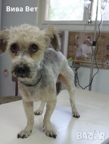 Подстригване, къпане на куче , снимка 17 - Ветеринари и услуги - 23387968