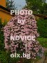 Розови и бели хортензии, дървесна хортензия, хибискус, клематис, ананас, снимка 7