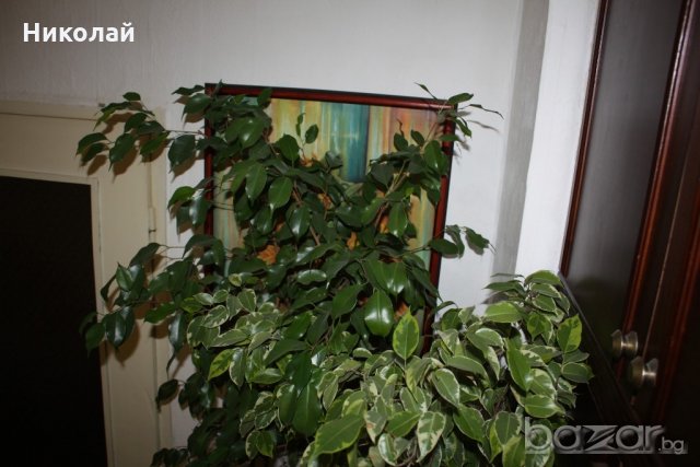Бенджамин 260 см., снимка 5 - Стайни растения - 21122576