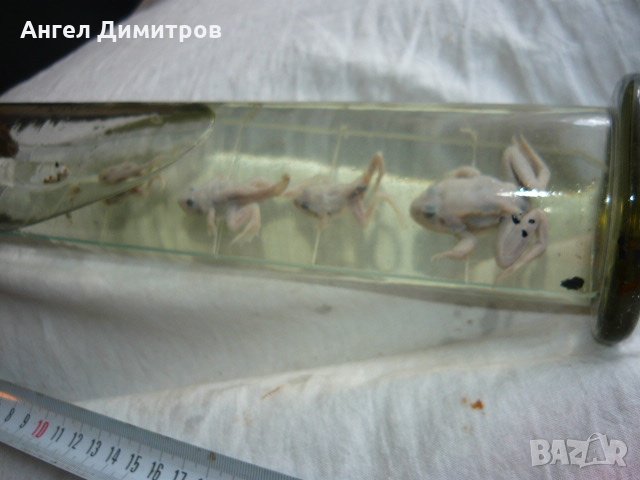  Соц. препарирани жаби във вода , снимка 3 - Антикварни и старинни предмети - 21880947