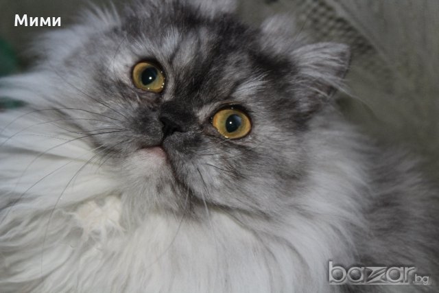 Сребърна чинчила  /  Persian cat, снимка 12 - Персийска - 18951274