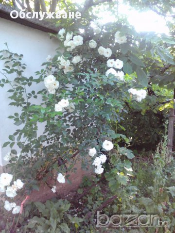 Резници бял трендафил 💥, снимка 2 - Градински цветя и растения - 14774989
