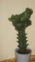 Еуфорбия Euphorbia lactea cristata variegata, снимка 1 - Стайни растения - 11704701