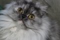 Сребърна чинчила  /  Persian cat, снимка 12