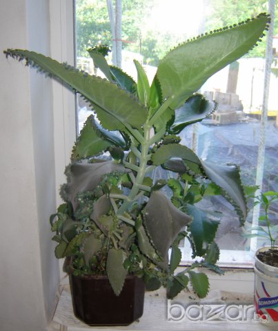 Продавам лековито растение Каланхое Дегремонтиана (наричано още "стаен Жен Шен", "домашен Доктор"), снимка 2 - Стайни растения - 7562864