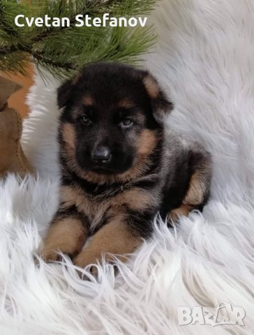 Развъдник за чистокръвни немски овчарки, снимка 18 - Немска овчарка - 15004158