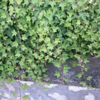 Юка, агаве, столетник, столистник вечно зелени и студоустойчиви, снимка 13 - Градински цветя и растения - 20855544