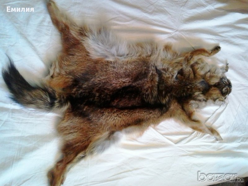 Обработени кожи от чакал, снимка 1