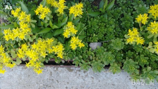 Продавам цветя за бордюр - 4 вида, снимка 8 - Сортови семена и луковици - 21696387