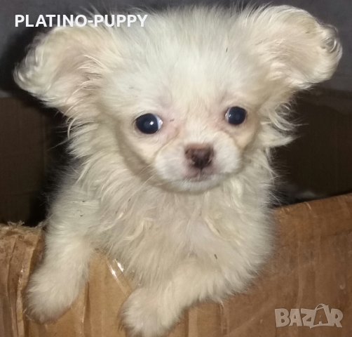 Чихуахуа в наличност, снимка 10 - Чихуахуа - 24389414