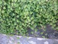 Юка, агаве, столетник, столистник вечно зелени и студоустойчиви, снимка 13