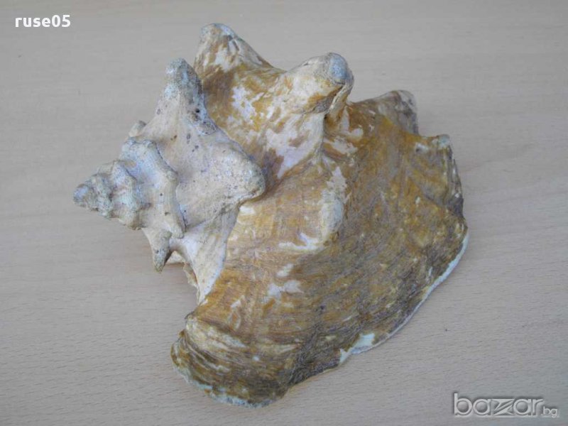 Раковина - 3, снимка 1