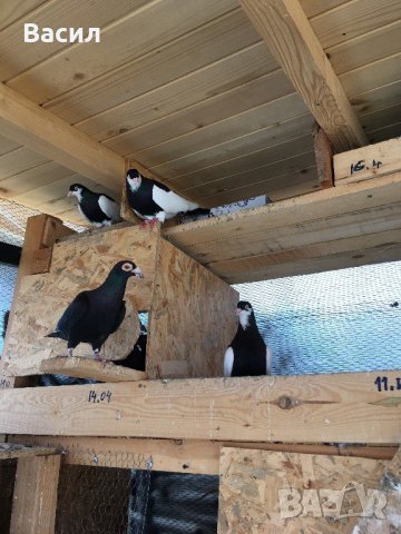 донеци.акмани, снимка 8 - Гълъби - 21606640