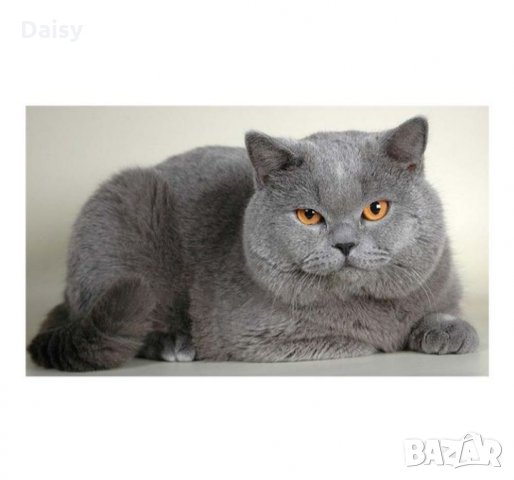 Диамантен гоблен"Сиво коте", снимка 1 - Гоблени - 25104076