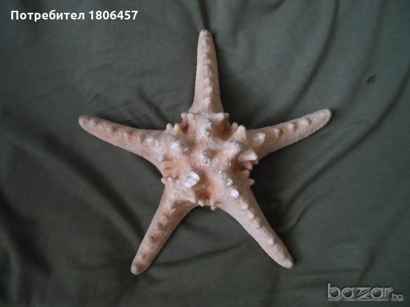 голяма морска звезда, снимка 1