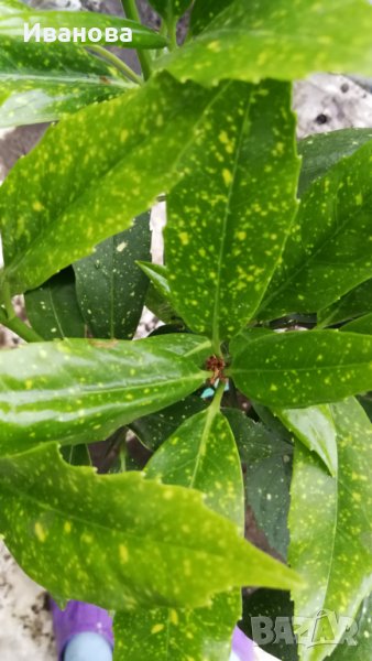 Аукуба, снимка 1