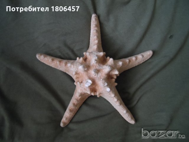 голяма морска звезда