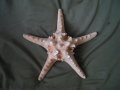 голяма морска звезда, снимка 1 - Антикварни и старинни предмети - 21356956