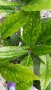 Аукуба, снимка 1 - Градински цветя и растения - 25209370