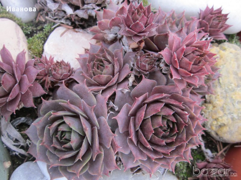 Семпервивум 1, снимка 1