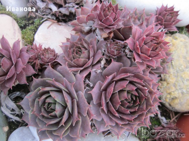 Семпервивум 1, снимка 1 - Градински цветя и растения - 13933357