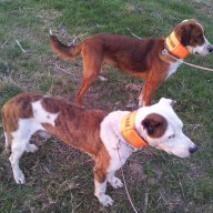 Сигнални нашийници за ловни кучета с телефонен номер и име, снимка 3 - За кучета - 6229377