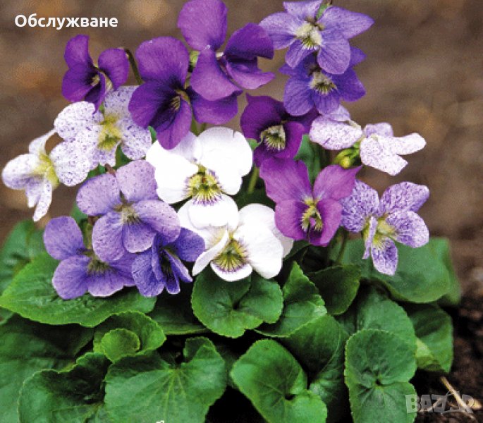 горски теменужки, микс 💥, снимка 1