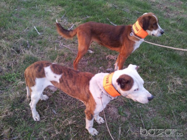 Сигнални нашийници за ловни кучета с телефонен номер и име, снимка 3 - За кучета - 6229377