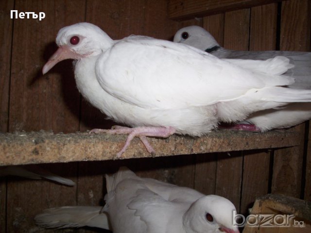 продавам гургулици различни цветове, снимка 3 - други­ - 18168414