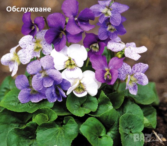 горски теменужки, микс 💥, снимка 1