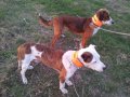 Сигнални нашийници за ловни кучета с телефонен номер и име, снимка 3