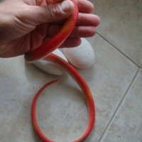 " Червена змия "  - реалистична силиконова змия, снимка 1 - Други - 21533063