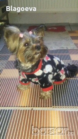 Пуловерче за домашни любимци - размер  S , снимка 1 - За кучета - 20021444