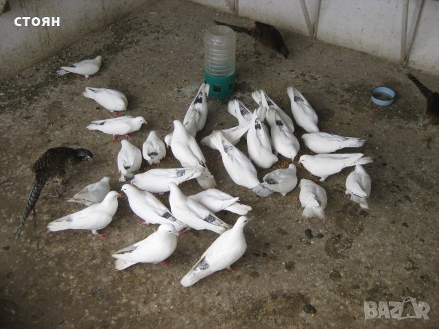 ПРОДАВАМ ЕЛИТНИ ПАЗАРДЖИШКИ БЕНКАЛИИ, снимка 3 - Гълъби - 22777543